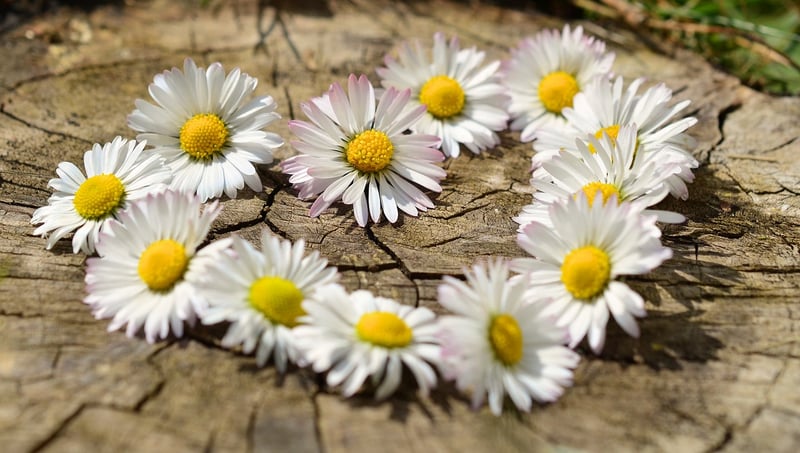 Emotional Resilience Image